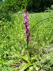 Ятрышник мужской 001